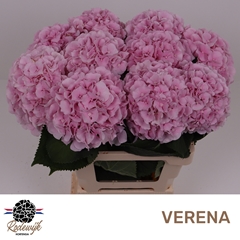 Hydrangea Verena 60cm 15-17cm Hd
