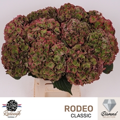 Hydrangea Rodeo Red Classic 60cm 19-21cm Hd