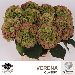 Hydrangea Verena Classic 60cm 17-19cm Hd