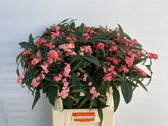 Euphorbia Fulgens Spray Pink Baron 80cm 15cm Hd