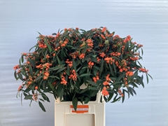 Euphorbia Fulgens Spray Queen Of Orange 80cm 15cm Hd
