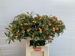 Euphorbia Fulgens Spray Sunstream 80cm 15cm Hd