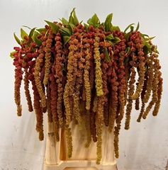 Amaranthus Caudatus Coral Fountain 80cm