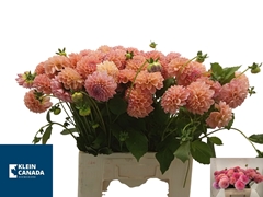 Dahlia Linda's Baby 60cm