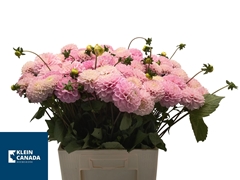 Dahlia Wizard Of Oz 60cm