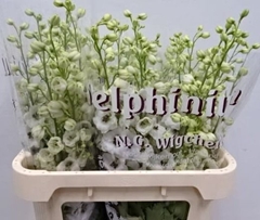 Delphinium Double Dewi Rocket 80cm