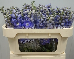 Delphinium Double Dewi Zofia 65cm