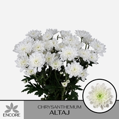 Chrysanth Spray Altaj 70cm 55gr.
