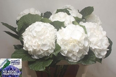 Hydrangea Allure 80cm 16-18cm Hd