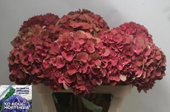 Hydrangea My Terracotta 80cm 17-19cm Hd