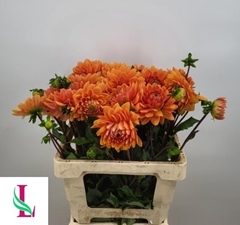 Dahlia Renato Tosio 60cm
