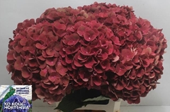Hydrangea My Terracotta 60cm 14-16cm Hd