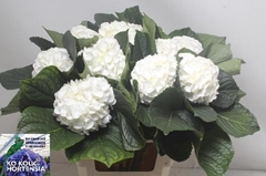 Hydrangea Allure 60cm 12-14cm Hd