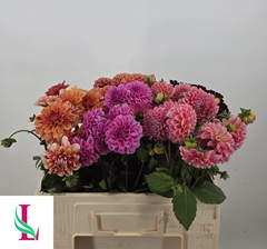 Dahlia Mix 50cm