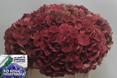 Hydrangea My Terracotta 50cm 13-15cm Hd