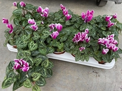 Cyclamen Super Serie Carino 10Ø 25cm