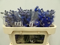 Delphinium Double Dewi Blue Star 65cm