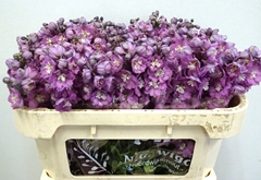 Delphinium Double Dewi Rita 65cm