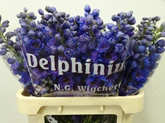 Delphinium Double Dewi Purple Smile 80cm