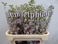 Delphinium Double Dewi Pink Spijker 80cm