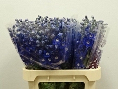 Delphinium Double Dewi Blue Star 80cm