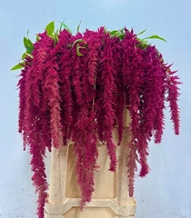 Amaranthus Caudatus Red Spider 80cm