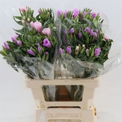 Clarkia Lavender 60cm