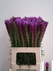 Liatris Spicata 60cm