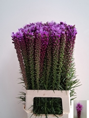 Liatris Spicata 70cm