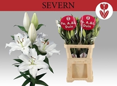Lily Oriental Severn 100cm 5+