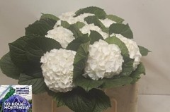 Hydrangea Allure 50cm 12-14cm Hd