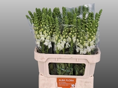 Antirrhinum Avignon White 80cm