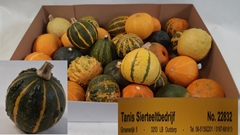 Cucurbita Pepo Mix 6cm