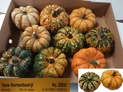 Cucurbita Pepo 11cm