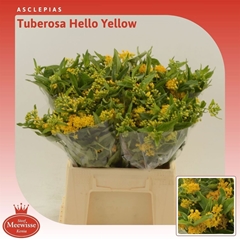 Asclepias Tuberosa Hello Yellow 40cm