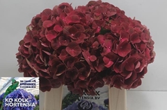 Hydrangea My Terracotta 40cm 10-12cm Hd
