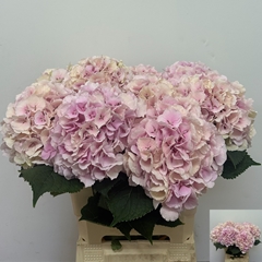 Hydrangea Verena Classic 60cm 20-22cm Hd