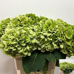 Hydrangea Verena Classic 60cm 17-19cm Hd