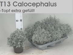 Leucophyta Brownii 13Ø 25cm