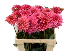Dahlia Salmon Runner 60cm