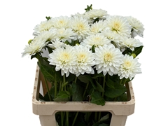 Dahlia White Cap 60cm