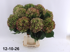 Hydrangea Elbtal Classic 70cm 20-22cm Hd