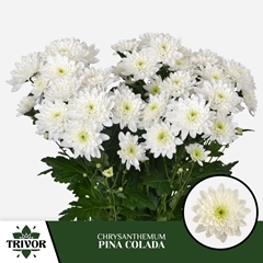 Chrysanth Spray Pina Colada 70cm 80gr.