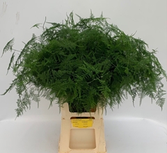 Asparagus Setaceus 85cm