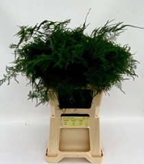 Asparagus Setaceus 60cm
