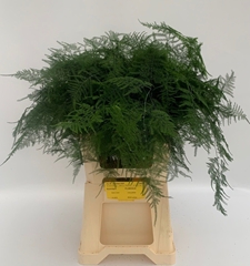 Asparagus Setaceus 65cm