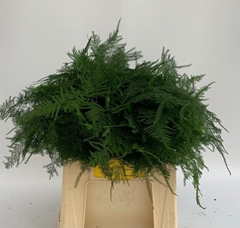 Asparagus Setaceus 45cm