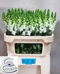 Antirrhinum Avignon White Imp 75cm
