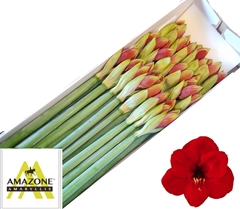 Hippeastrum Ferrari 60cm