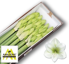Hippeastrum Casablanca 80cm